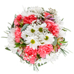 This spirited bouquet is a celebration of spring in Weybridge, crafted with a florists' eye for both natural palette and community joy. White daisies, their golden-green eyes open at the heart, sit perched above ruffled coral-pink carnations-a pairing as lively and inviting as walks down Baker Street with friends in early summer. Clusters of baby's breath, fine and cloudlike, interlace each vibrant bloom, imparting a dreamy softness and delicate balance. Amid the petals peek subtle blush-tinged alstroemeria and cool eucalyptus leaves, their structure and scent rounding out the composition with fresh, herbaceous undertones. The view is clear, direct, and artful, each stem carefully positioned to radiate outward in harmonious balance. Ideal for those seeking to send congratulations, brighten a loved one's mood, or share a touch of optimism across the neighbourhood, this bouquet brings all the freshness of Weybridge's best local flowers into a joyful, tranquil arrangement. Every bloom is a nod to the area's charm and the florist's dedication to crafting beauty for every occasion.