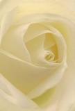 In this captivating close-up, your eye is welcomed into the very heart of a pristine white rose, its petals spiraling inwards like gentle waves along the Wey, each edge soft and dreamlike. The creamy texture appears as smooth as silk, inviting gentle touch and evoking quiet morning moments in homes near Weybridge Green. Delicate shadows drift between the ivory folds, lending a sense of depth and dignity to the bloom. There's a tranquil luminosity here, much like sunlight filtering through the leafy canopy in Churchfields Park, that bestows a sense of peace and renewal. As a local florist, I see this rose as the epitome of reverence and understated beauty-equally fitting for honouring new beginnings, offering sympathy, or celebrating an anniversary. Its subtle fragrance, imagined as a whisper, brings comfort and reassurance. The perspective captures not just the flower's perfect form but the skilled artistry and heartfelt intention behind every bouquet crafted by Flowers Weybridge for delivery throughout this cherished riverside community.